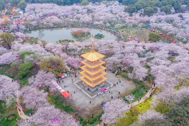 Aerial view of cherry blossoms at Wuhan East Lake Cherry Blossom Park on March 14, 2021 in Wuhan, Hubei Province of China. (Photo by Zhang Qiao/VCG via Getty Images)