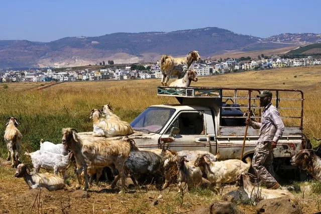 Lebanese shepherd Ali Yassin Diab, right, shepherds his cattle flock on the Lebanese side of the Lebanese-Israeli border in the southern village of Wazzani with border village Ghajar in the background, Lebanon, Tuesday, July 11, 2023. The little village of Ghajar has been a point of contention between Israel and Lebanon for years, split in two by the border between Lebanon and the Israeli-occupied Golan Heights. The dispute has begun to heat up again. (Photo by Hassan Ammar/AP Photo)