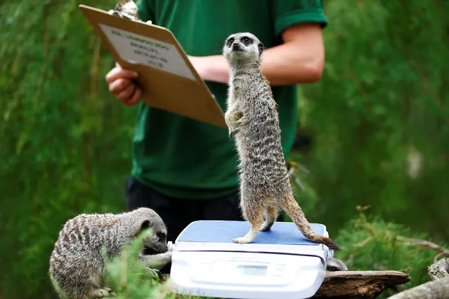 A zookeeper weighs Meerkats during the annual weigh-in at ZSL London Zoo in London, England on Thursday, August 23, 2018. (Photo by Henry Nicholls/Reuters)