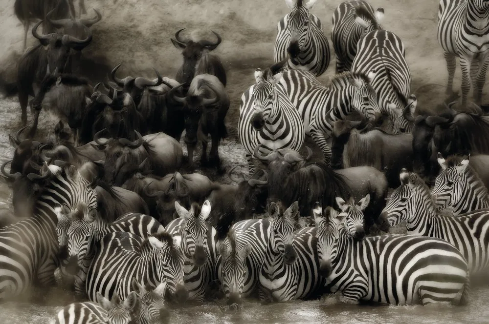 The Wild Side of Life Across Africa by Photographer Alex Bernasconi