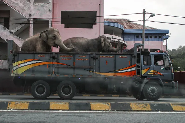 Two elephants being transported on a lorry from the Department of Wildlife and National Parks Peninsular Malaysia (PERHILITAN) in Gerik, state of Perak, Malaysia, 15 September 2018 (Issued 21 September 2018). Malaysia second elephant sanctuary will be built in state of Perak to address the increasing occurances of human to elephant conflicts in the state. " New Perak Elephant Sanctuary, which will span a 40ha area in Hulu Perak will become the second project of its kind after the one that was being developed in Kota Tinggi in state of Johor, Water, Land and Natural Resources Minister Dr Xavier Jayakumar said on 21 September 2018. (Photo by Fazry Ismail/EPA/EFE)