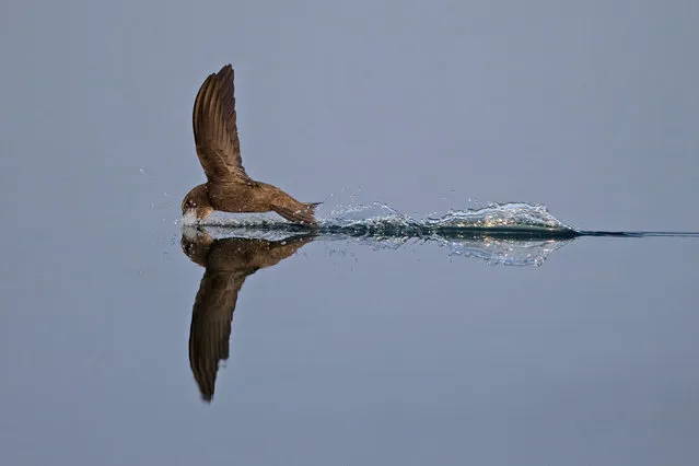 A common swift skims the water. (Photo by Robin Chittenden/Alamy Stock Photo)