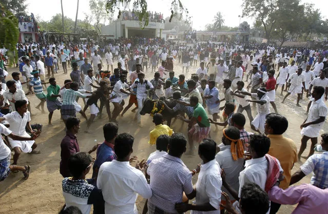 People try to hold on to a bull during Jallikattu, an annual bull fighting ritual on the outskirts of Madurai, Tamil Nadu state, India, Saturday, January16, 2016. India's Supreme Court had on Tuesday banned this year's bull fighting ritual at the harvest festival Pongal in southern India following angry protests from activists who say the sport amounts to animal torture. Supporters say Jallikattu is more than 2,000 years old and is a deep-rooted part of Tamil Nadu's celebration of the harvest festival. (Photo by Arun Sankar K./AP Photo)