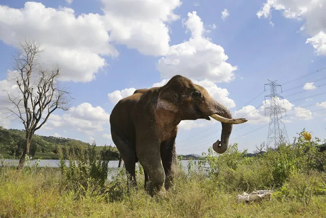 In this October 6, 2016, photo, an injured male Asiatic elephant, known as Sidda, attempts to reach out to a bunch of bananas thrown towards him by a forest guard in the backwaters of the Manchinbele Dam, outskirts of Bangalore, India. Sidda, a partially blind wild elephant, who had taken refuge in the backwaters of the dam  after he broke his right leg while being chased by villagers late August died Friday. (Photo by Aijaz Rahi/AP Photo)