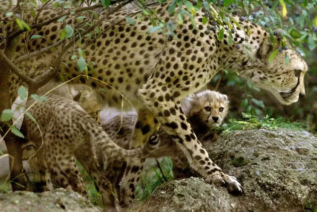 Two cheetah cubs stand beside their then ten-year-old mother Msichana at an enclosure at the zoo in Basel September 9, 2009. (Photo by Arnd Wiegmann/Reuters)