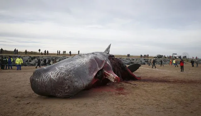 A sperm whale lies on the sand after being washed ashore at Skegness beach in Skegness, Britain January 25, 2016. (Photo by Andrew Yates/Reuters)