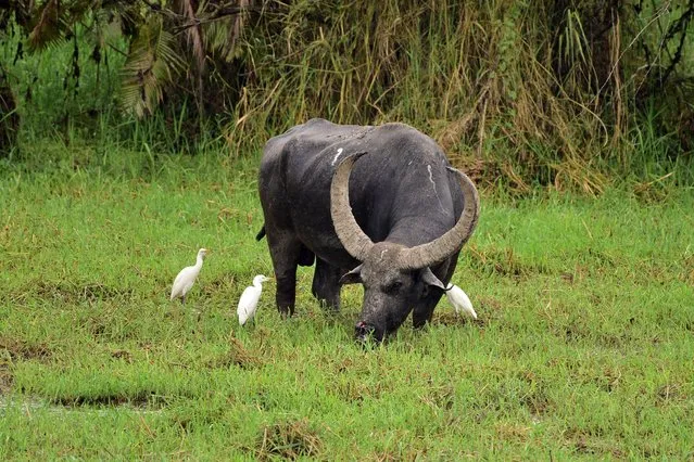 An Asiatic Water Buffalo is photographed in the Burapahar range of Kaziranga National Park in Nagaon District of Assam, India on September 22, 2023. (Photo by Anuwar Hazarika/NurPhoto/Rex Features/Shutterstock)