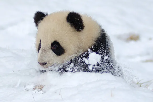 In this undated picture, a giant panda cub has fun in the snow at the Dujiangyan base of the China Conservation and Research Centre for the Giant Panda in Chengdu city, southwest China's Sichuan province. (Photo by Imaginechina/Splash News)