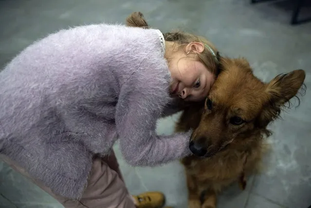Varvara Zagumenna, 9, pets Chelsea, a specially trained canistherapy animal, in Vcentri Hub, Kyiv, Ukraine, Thursday, October 12, 2023. Canisterapy classes were organized by Base 4.5.0. and Innikos for children of fallen and serving Ukrainian servicemen. Canistherapy is a method of rehabilitation using the relationship between a person and a dog. (Photo by Alex Babenko/AP Photo)