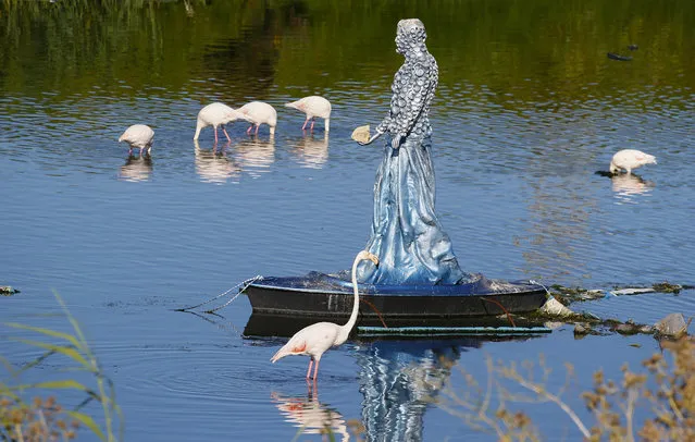 Flamingoes surround a statue made from recycled materials floating on a moored boat on the Black River in Cape Town, South Africa, January 31, 2016. The statue is a follow on from the Grim Reaper statue which first appeared in the river sitting in a boat with a dead branch that had plastic bottles hanging from it which was aimed at creating awareness around pollution in the river that runs through the Cape Flats disecting many residential areas. (Photo by Nic Bothma/EPA)