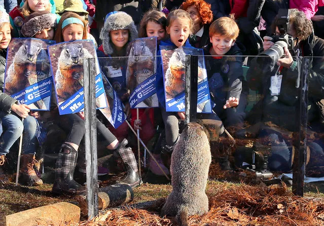 The official Massachusetts groundhog, Ms. G, came out of hibernation at Mass. Audubon's Drumlin Farm before a crowd of mostly children, as she saw her shadow. The groundhog lives at Drumlin Farm.  Ms. G stands to get a look at the crowd. (Photo by John Tlumacki/The Boston Globe via Getty Images)