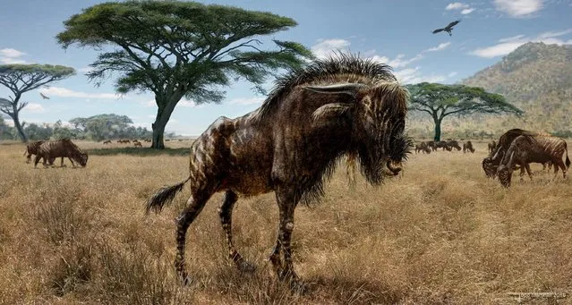 An artist's interpretation of Rusingoryx atopocranion on the Late Pleistocene plains of what is now Rusinga Island, Lake Victoria is seen in an undated illustration courtesy of Todd S. Marshall. Scientists said on February 4, 2016, that fossils unearthed in Kenya showed that a horned, hoofed grass-eater called Rusingoryx that roamed Africa's savannas tens of thousands of years ago boasted an odd nasal structure unlike any other mammal, past or present. (Photo by Todd S. Marshall/Reuters)