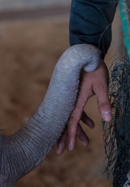 Six month- old baby elephant “Clear Sky” reaches her trunk over to touch the hand of one of her guardians at the Nong Nooch Tropical Garden park in Chonburi on January 5, 2017 after she was taken to a veterinary clinic for a hydrotherapy session. (Photo by Roberto Schmidt/AFP Photo)