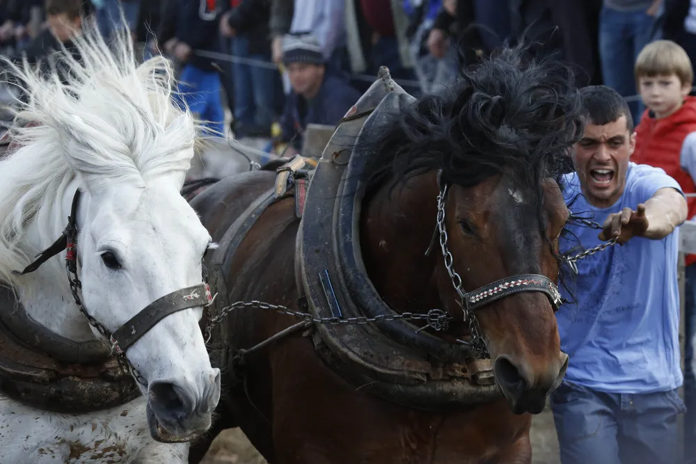 Bosnian Strongest Horses