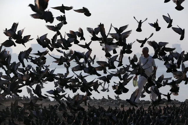 A man feeds pigeons on a beach along the Arabian Sea in Mumbai, India, January 9, 2017. (Photo by Danish Siddiqui/Reuters)