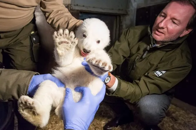 A handout photo issued by Berlin's Tierpark Zoo, showing veterinary doctor and director Dr. Andreas Knieriem (R) inspecting the yet unnamed polar bear cub to determine its condition and s*x, Berlin, Germany, late 12 January 2017. The cub was given birth by polar bear mother Tonja some seven weeks ago, and now has reached a 67 cm length and weighing some 4,6 kilograms. The Zoo has launched a campaing asking public for name suggestions for the cub. (Photo by EPA/Tierpark Berlin)