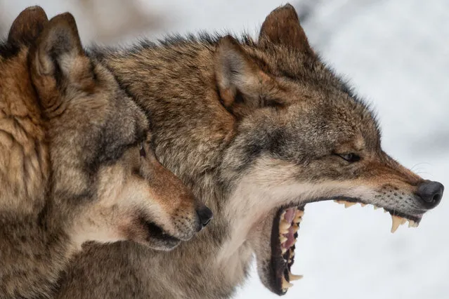 Wolves (Canis lupus) are pictured in an enclosure at the Wildpark Neuhaus, near Goettingen in Germany, on February 3, 2019. (Photo by Swen Pförtner/dpa/AFP Photo)