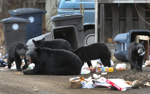In this Sunday, April 12, 2015, photo, a black bear sow with four yearling cubs forage through garbage cans in an alley on Government Hill in Anchorage, Alaska. Residents believe the animals are the same bears that were in the area last summer. (Photo by Bill Roth/Alaska Dispatch News via AP Photo)