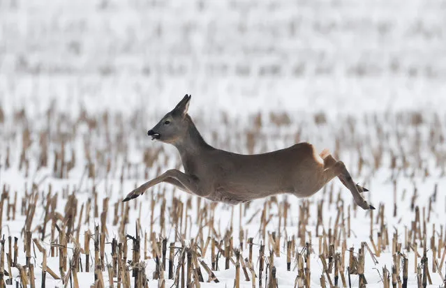 A roe deer runs in a field near the village of Garadishche, Belarus February 10, 2019. (Photo by Vasily Fedosenko/Reuters)