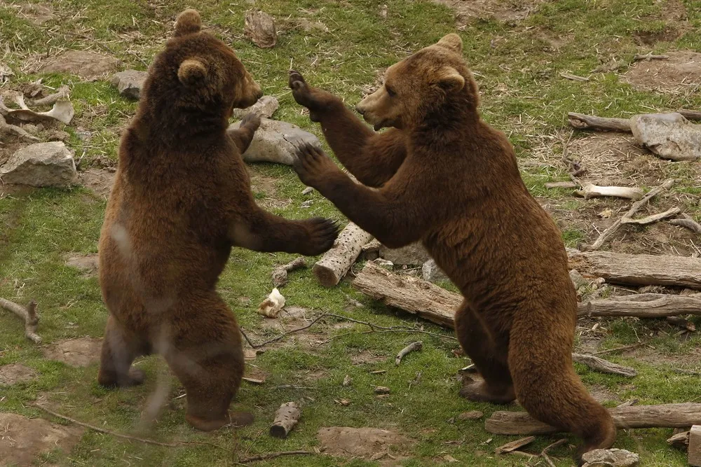 A Unique Shelter for Brown Bears in Croatia