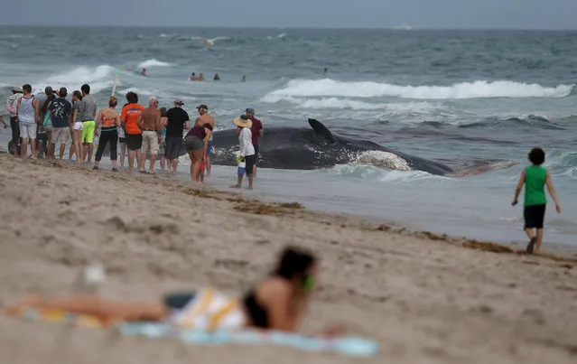 People look on at a dead sperm whale that appeared to have been dead for a while before floating ashore on January 10, 2014 in Boca Raton, Florida. The whale was found this morning and officials with the Florida Fish and Wildlife Conservation Commission and the National Oceanic and Atmospheric Administration were on scene to conduct tests to try to determine the cause of death.  (Photo by Joe Raedle/Getty Images)