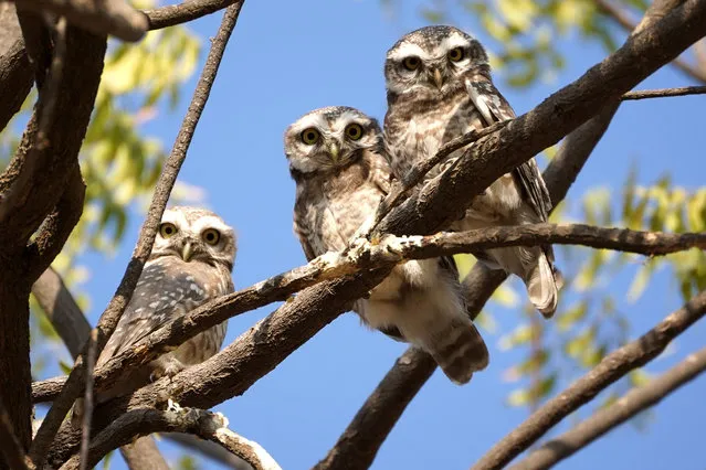 Owls resting on a tree branch in Pushkar, Rajasthan, India on December 28, 2023. (Photo by ABACA Press/Rex Features/Shutterstock)