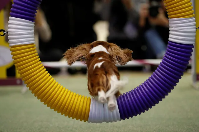 A Cavalier King Charles Spaniel jumps through a hoop during a demonstration of the types of agility tests that will be in this year's Westminster Kennel Club dog show in New York, U.S., January 30, 2017. (Photo by Lucas Jackson/Reuters)