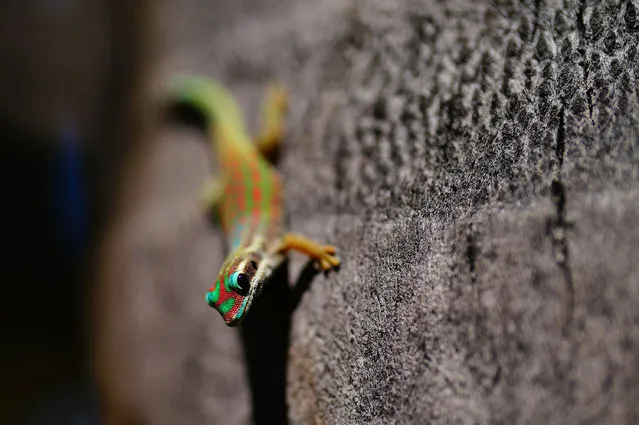 An ornate day gecko stands on a coconut on the island of Mauritius, located off the eastern coast of Africa on October 11, 2021. (Photo by Ben Birchall/PA Images via Getty Images)