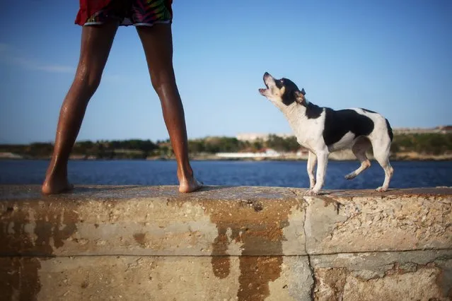 Yalis, a 5-year old dog, barks at his owner as he jumps into the sea at the seafront Malecon in Havana, March 16, 2016. (Photo by Alexandre Meneghini/Reuters)
