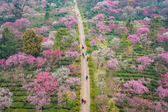An aerial view shows people walking past plum blossoms in Nanjing, in China's eastern Jiangsu province on February 19, 2024. (Photo by AFP Photo/China Stringer Network)