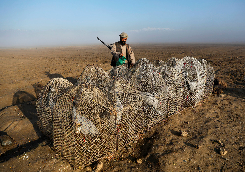 Bird Hunters of Afghanistan