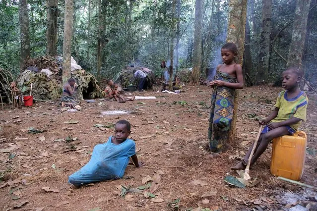 Ba'aka pygmies in their forest home, February 2016. Ba'aka split their time between village and forest. Here, in their forest home, traditional life continues in the face of multiplying challenges ranging from poachers, to ill health. (Photo by Susan Schulman/Barcroft Images)