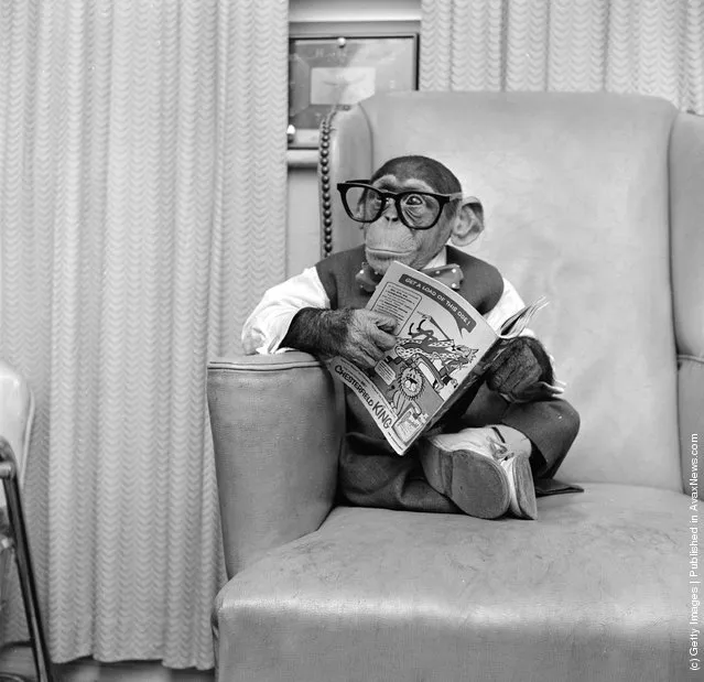 Young chimpanzee Kokomo Jnr. sits in a chair wearing glasses and holding a comic book at his owner's apartment in New York City