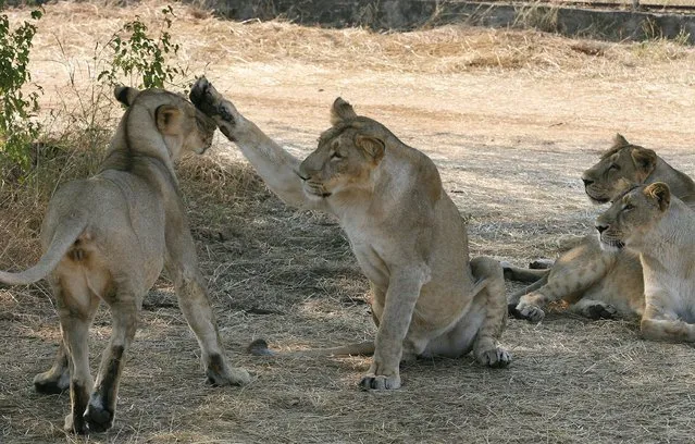 In this photograph taken on December 10, 2007, asiatic lionesses play in the shade of a tree near the village of Sasan, on the edge of Gir National Park, some 480 kms south-west of Ahmedabad. Wildlife experts welcomed May 11, 2015 census figures showing India's population of endangered Asiatic lions has increased in the last five years in the western state of Gujarat. (Photo by AFP Photo/Raveendran)