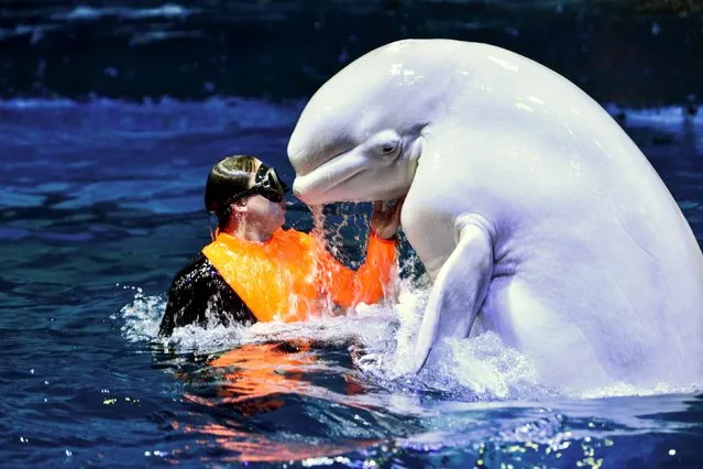 A Beluga whale and a trainer interact during a performance at Tianjin Haichang Polar Ocean World in Tianjin, China, April 1, 2016. (Photo by Reuters/China Daily)