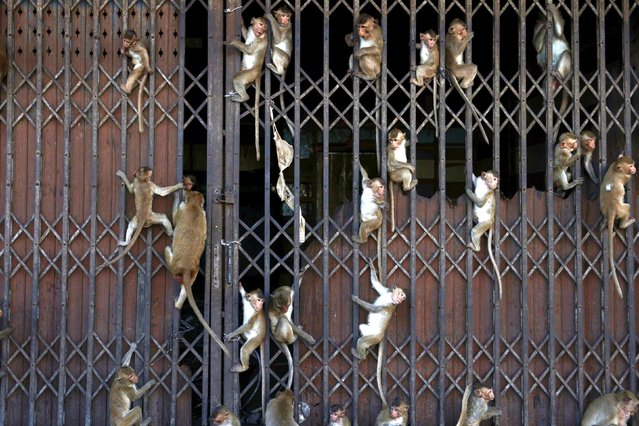 Monkeys climb onto a gate during the annual Monkey Festival, which resumed after a two-year gap caused by the coronavirus disease (COVID-19) pandemic, in Lopburi province, Thailand, November 28, 2021. (Photo by Chalinee Thirasupa/Reuters)