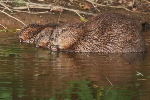 Beavers have alleviated flooding, reduced pollution and boosted populations of fish and amphibians, according to study of wild-living animals in Devon, England. (Photo by Mike Symes/Devon Wildlife Trust/PA Wire Press Association)