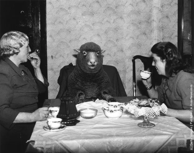 1949: Farmer Mrs Maud Lee and her daughter Pat enjoy elevenses at their farmhouse in Keynsham, near Bristol, with their pet lamb Betty