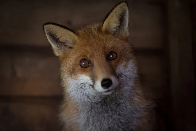 A resident fox is seen at Secret World Wildlife Rescue in East Huntspill near Highbridge on May 18, 2015 in Somerset, England. Prime Minister David Cameron pledged that the MPs would be given a free vote on scrapping Labour's 10 year-old controversial hunting ban if the Conservatives won the election and some Tory MPs are demanding the vote to be included in this month's Queen Speech. (Photo by Matt Cardy/Getty Images)