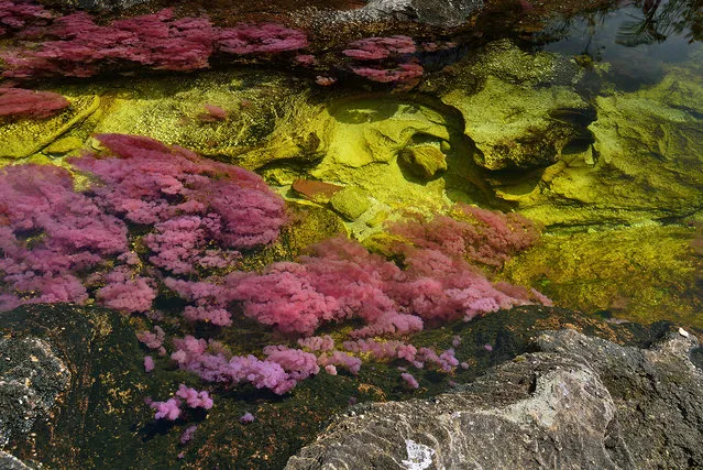 Cano Cristales is the “River of Five Colors” when aquatic plants that grow in its waters become red and when the Sun plays with water, yellow sand, and blue sky. (Photo by Olivier Grunewald)