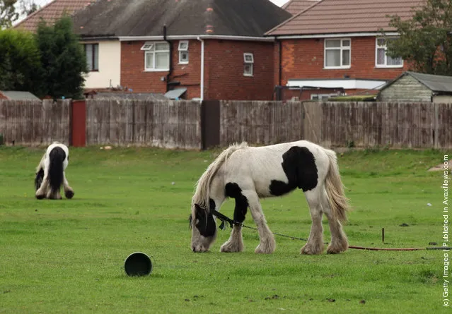 A pet horse