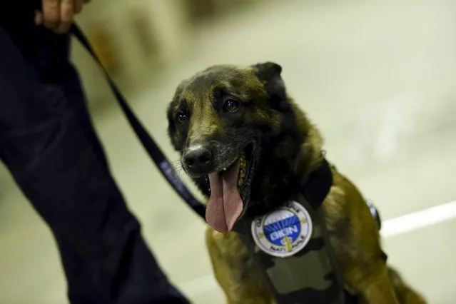 Duncan, one of the dogs, and a member of the National Gendarmerie Intervention Group (GIGN) is pictured during a training exercise in the event of a terrorist attack in collaboration with Recherche Assistance Intervention Dissuasion (RAID) and Research and Intervention Brigades (BRI) in presence of the French Interior minister Bernard Cazeneuve at la Gare Montparnasse, in central Paris on April 20, 2016. (Photo by Miguel Medina/Reuters)