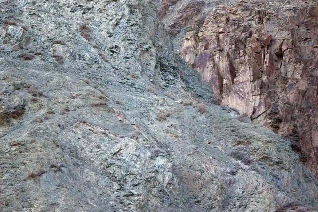 And the best of the lot: Can you spot the snow leopard camouflaged against the mountain? (Photo by Caters News)