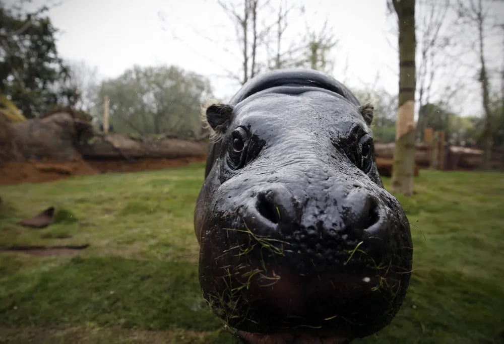 The Week in Pictures: Animals, March 29 – April 4, 2014