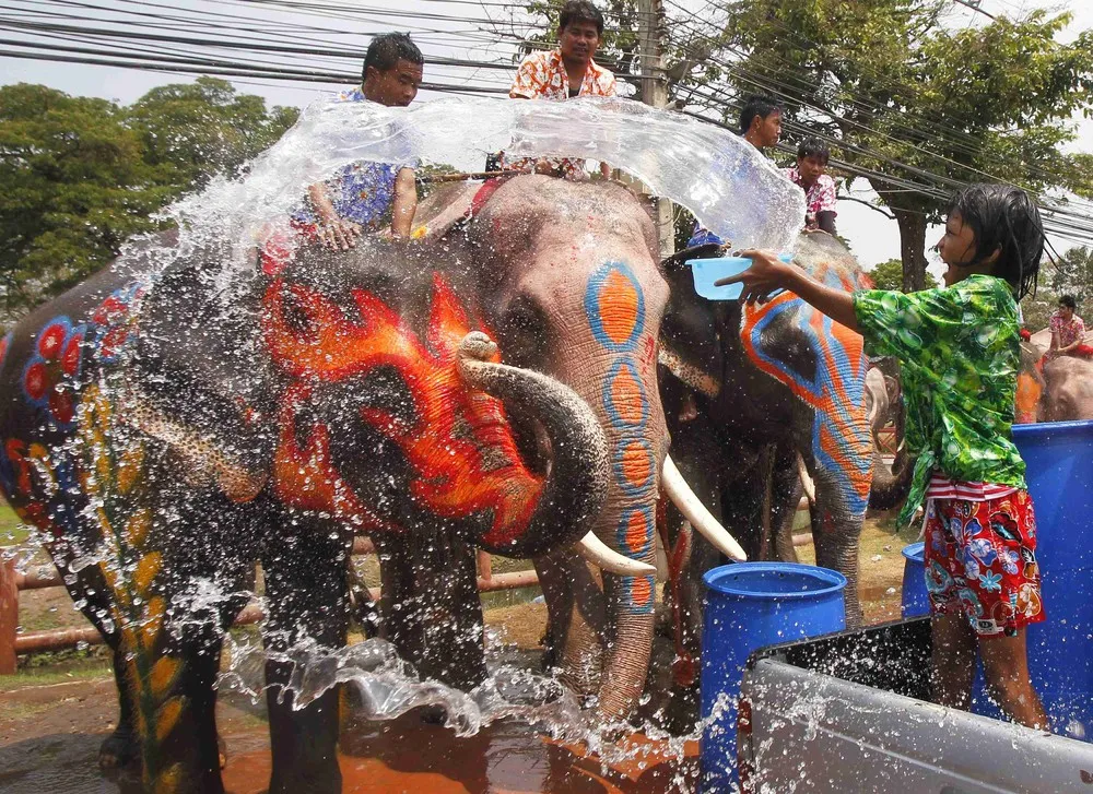 Elephant Water Fight for Songkran Festival in Thailand