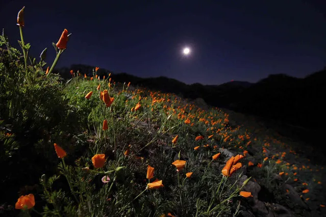 A field of California golden poppies are illuminated by the almost full snow moon at Shell Ridge Open Space in Walnut Creek, Calif., on Tuesday, February 15, 2022. (Photo by Jose Carlos Fajardo/Bay Area News Group via AP Photo)