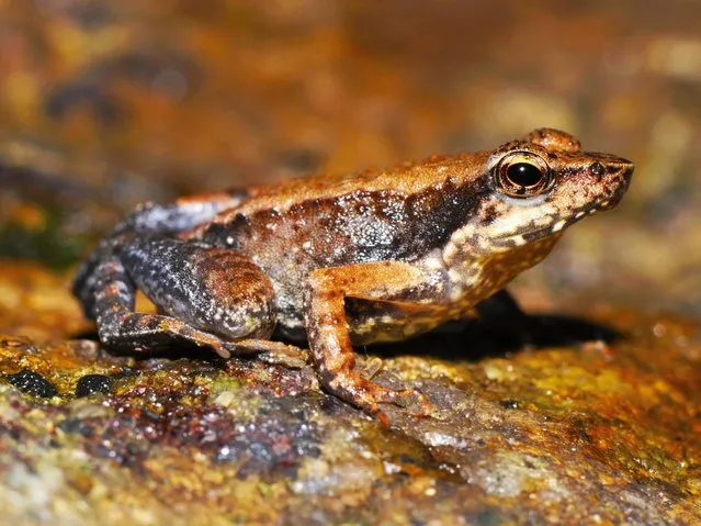 The study listing the new species brings the number of known Indian dancing frogs to 24 and attempts the first near-complete taxonomic sampling of the single-genus family found exclusively in southern India's lush mountain range called the Western Ghats, which stretches 1,600 kilometers (990 miles) from the west state of Maharashtra down to the country's southern tip. (Photo by Satyabhama Das Biju/AP Photo)