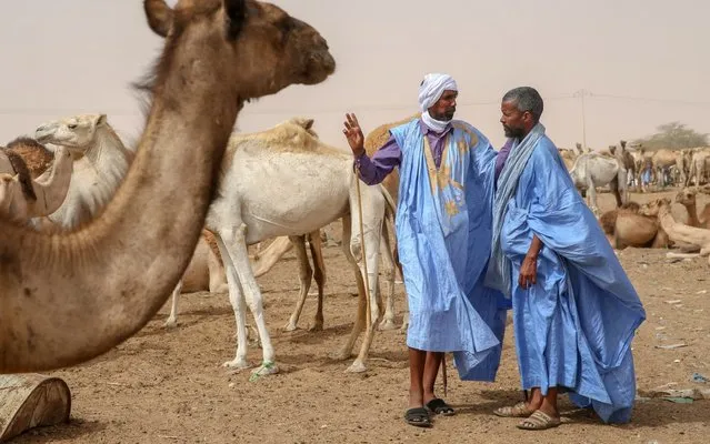 Stockbreeders are seen near sacrificial animals which were waited to be sold at Marbat Livestock Market after their value increased due to drought and exportation with Senegal and Mali during Eid al-Adha in Nouakchott, Mauritania on August 12, 2019. Muslims worldwide celebrate Eid Al-Adha, to commemorate the holy Prophet Ibrahim's (Prophet Abraham) readiness to sacrifice his son as a sign of his obedience to God, during which they sacrifice permissible animals, generally goats, sheep, and cows. Eid-al Adha is the one of two most important holidays in the Islamic calendar, with prayers and the ritual sacrifice of animals. (Photo by Ozkan Bilgin/Anadolu Agency via Getty Images)