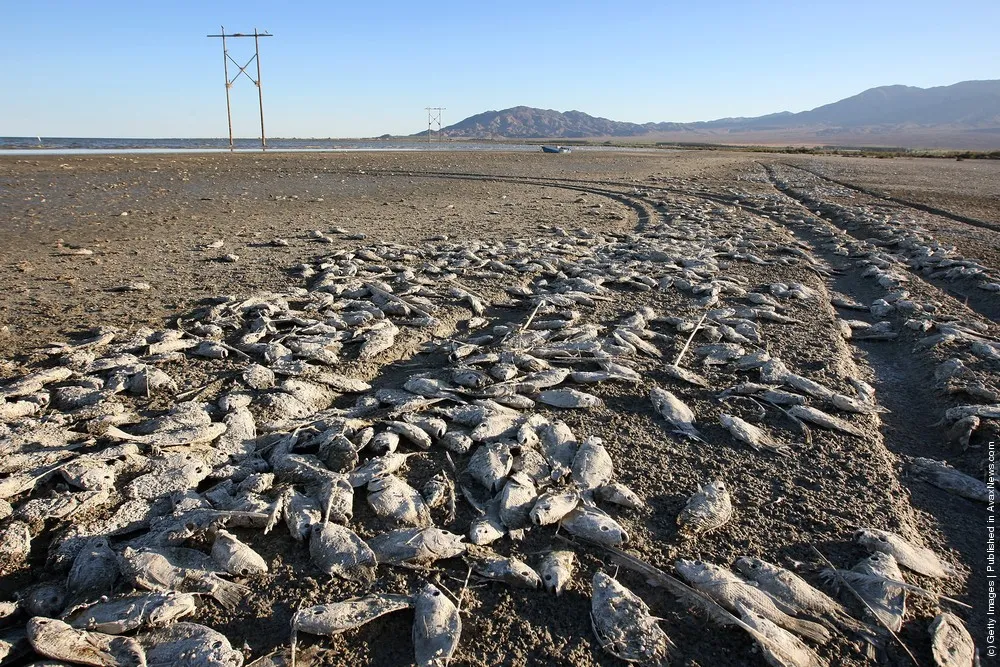 Environmentalists Challenge Salton Sea Development Project