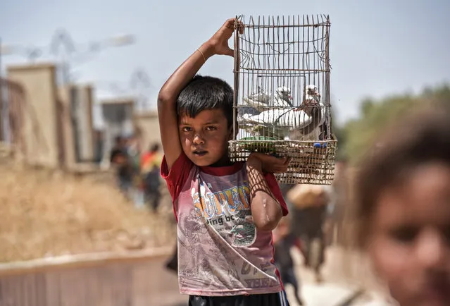 A displaced Iraqi boy carries a cage with pigeons as people arrive to a temporary camp at the compound of the closed Nineveh International Hotel in Mosul on June 16, 2017 which was recovered by Iraqi troops from Islamic State group fighters earlier in the year. (Photo by Mohamed El-Shahed/AFP Photo)